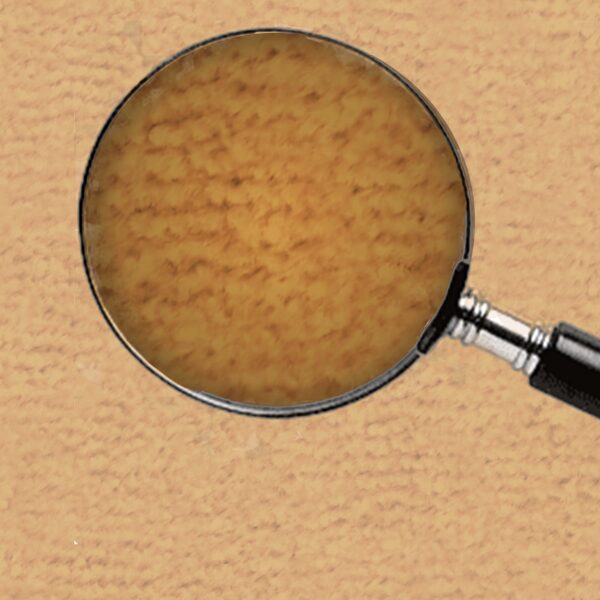 01 Camel - Image 6